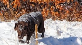 Thumbnail image for Happy Birthday Kajo & Muy Bueno Cookbook Winner