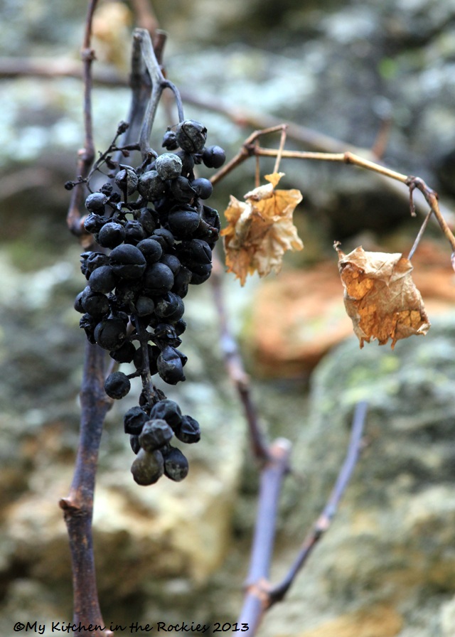 50 Freinsheim, last grapes 640 - Copy